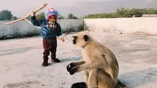 Animal Monkey And Little Girl Radha || Funny Videos Trending || Baby | Sejer | Langur 