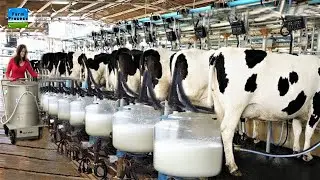 Incredible Modern Cow Farming & Milking Technology ! Amazing Cow Foot Trimming Process.