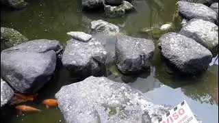 Carpas lindas em um Lago na rua da liberdade.