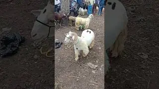 Tagaru | #bandursheep #tagaru #topquality #sheepmarket
