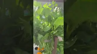 #hydroponic kitchen garden.flowers & Vegies in 1 Setup.