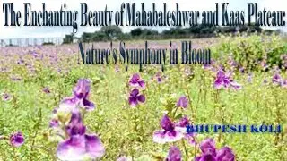 The Enchanting Beauty of Mahabaleshwar and Kaas Plateau: Nature's Symphony in Bloom