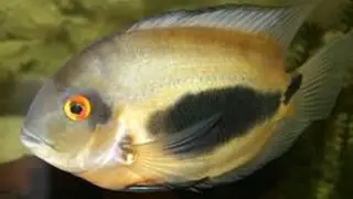 Уару Uaru amphiacanthoides