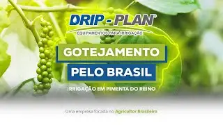 Gotejamento pelo Brasil (Espírito Santo) -  Pimenta-do-Reino