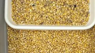 Satake FMS2000 Sorting Yellow Corn