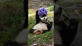 日常生活场景学中文|to learn Chinese in daily life #learnlanguages#panda