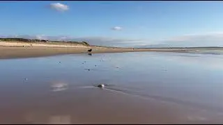 Rackham, Berger des Shetland, &agrave; la plage