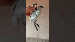 Black Fighter