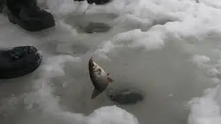#Karelia#Guidedfishing#River#Lake#Weather#Рекомендация День3. Бешенный клёв, собрали плотву в январе