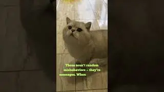 Your Cat&rsquo;s &ldquo;Bad Behavior&rdquo; Is Actually a Message