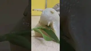 The snail eats the leaves. #snails #🐌#petsnails