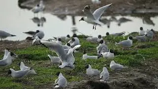 Yerseke Moer April'22 1080p
