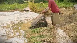 Low-Cost Tool: Manual Grain Processing with Wood _FarmersLife _Shorts