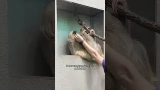 National Sloth Day