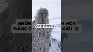 Những Tiếng Chim H&oacute;t Đ&aacute;ng Sợ Nhất Thế Giới 😨