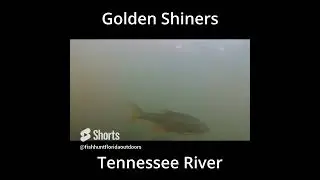 Shiners and Baitfish in the River