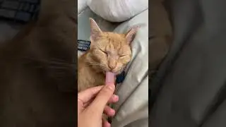 Bubble Gum! 😽