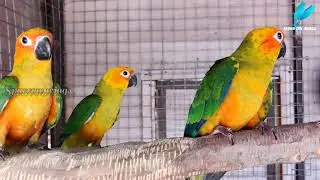 Sun Conure 🐦 (Aratinga solstitialis)