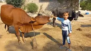 Cow eating bread | Cute Bilal given roti to cow | @Chacha Bhatija Vibes
