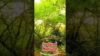 Mind Relaxation with Ireland Nature