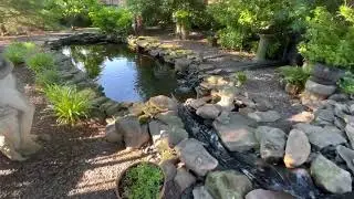 KOI PONDS @ Wilderness Run Vineyards in 4K