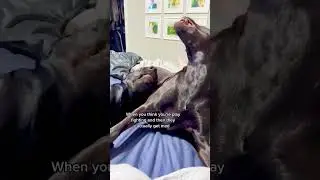 Best Funny Dog Moments Caught on Camera 2025 #funnydogs #dogvideos #petlover #cutedogs