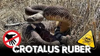 Exploration Sauvage : Un Crotale Diamantin Rouge en Californie! #herping #snake #venomous #wildlife