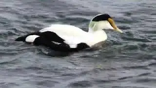 Common Eiders, January 2023
