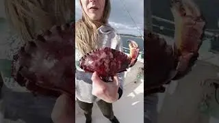 Красный каменный краб и краб Дандженесс &mdash; знаете, в чём разница? #ловлякрабов #рыбалка #краб