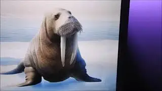 POLAR JOURNEY at MANDALAY BAY