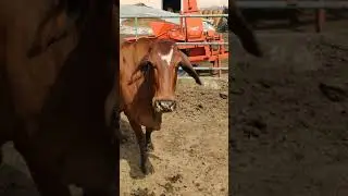 best cow supplier in karnal