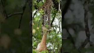 Young Leopard Struggles to Keep His Kill