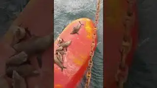 Why Do Seals Love Sitting on Ship Rudders?