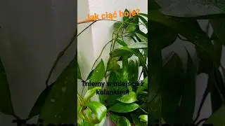 Jak ciąć, rozmnarzać hoje? Cięcie pęd&oacute;w hoi na wiosnę.