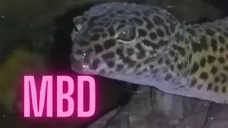 MBD in Leopard Geckos (and other reptiles)
