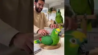 stop don't cut #funny #parrot #birds #cake #short