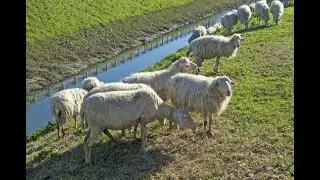 Il pecorino toscano DOP