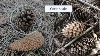 Pinaceae - UK wild plants - Five-minute families