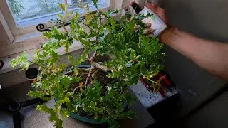 English Oak Bonsai Powdery Mildew Problem?