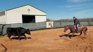 Peptos Smarty - 2009 Red Roan AQHA Gelding - Arena Riding & Cutting Work