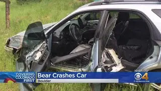 Bear Totals Car In Boulder, Neighbors Take Precaution