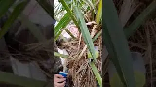 Mauget спасает пальмы в Сочи