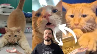 CATNIP é bom para GATOS? Vicia? | Veterinário de gatos reage e fala sobre catnip para gatos