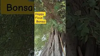 Keep your ficus bonsai Happy!