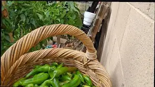We need to get ready for a freeze warning in my Arizona backyard garden!