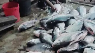 𝗙𝗶𝘀𝗵 𝗠𝗮𝗿𝗸𝗲𝘁 𝗩𝗹𝗼𝗴𝘀 & 𝗙𝗶𝘀𝗵 𝗖𝘂𝘁𝘁𝗶𝗻𝗴 is live fish cutting