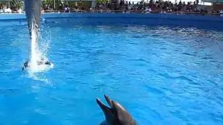 Cool Dolphin Doing Cool Tricks