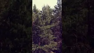 Forest Nature Over the Trees Background Video | No copyright drone footage