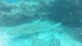 Diving in S&atilde;o Vicente, Cape Verde Islands