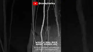 What a Real Buck Grunt Sounds Like #buckgrunt #buck #whitetaildeer